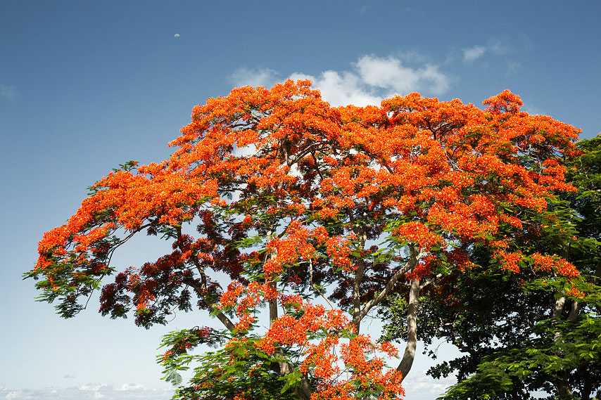 flamboyant tree