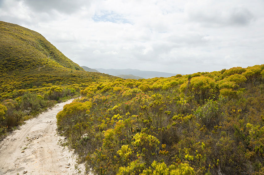 fynbos