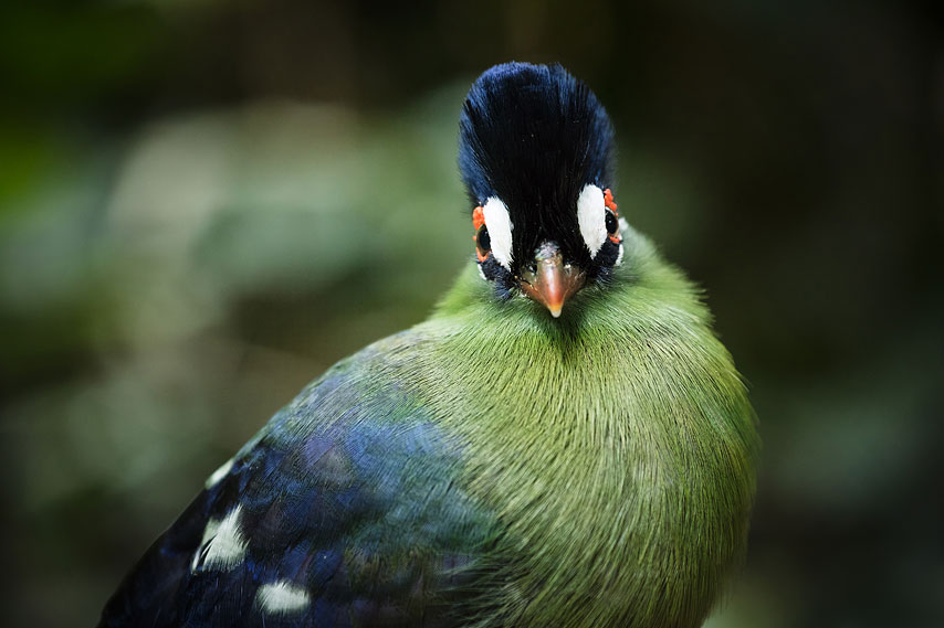 hartlaub's turaco