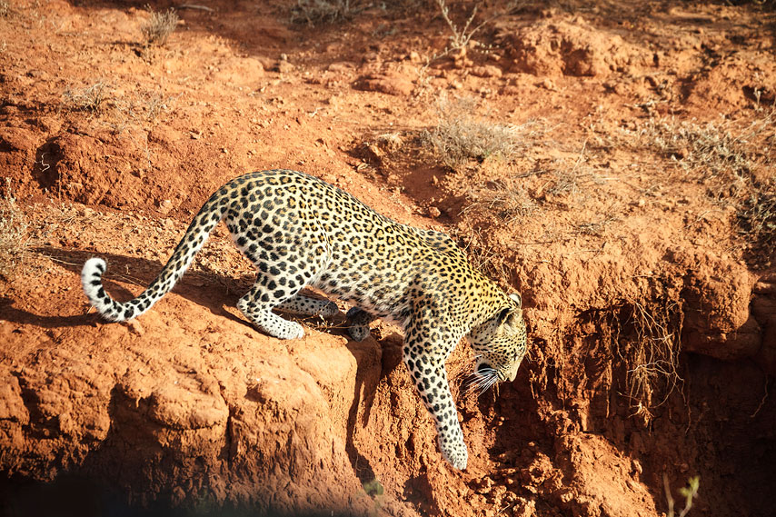 leopard