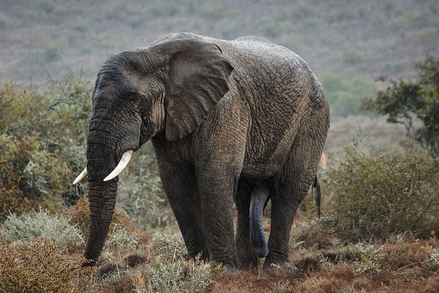 elefant