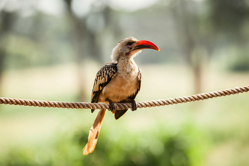 hornbill