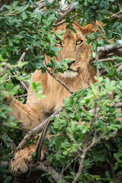 löwin