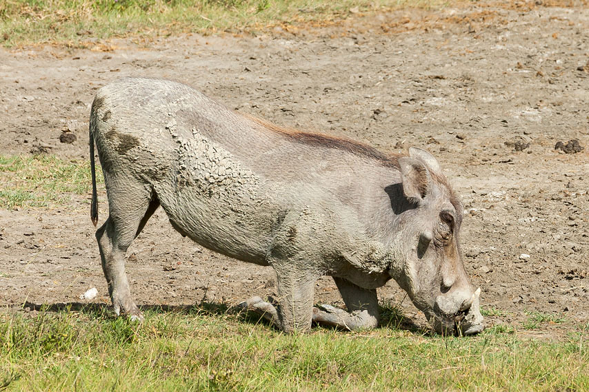 warzenschwein