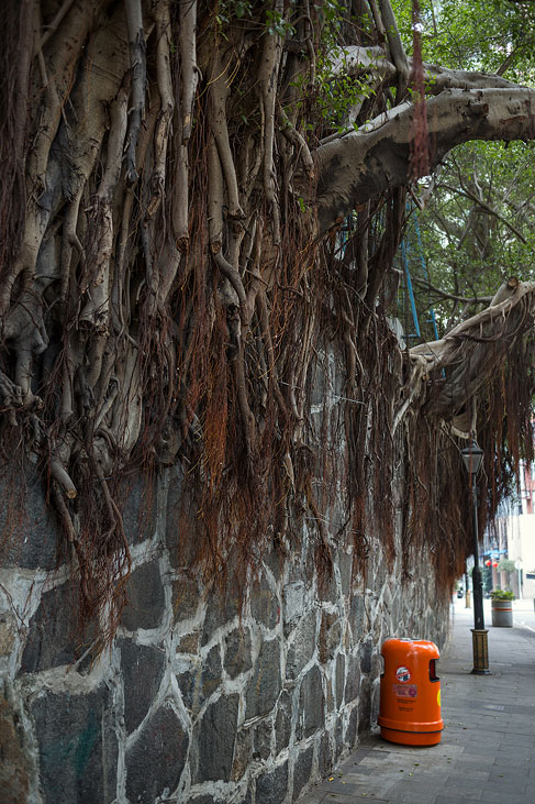 roots