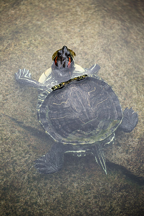 turtle