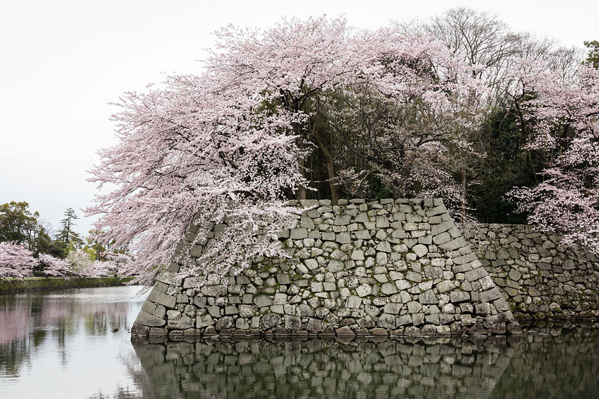 blossom tree