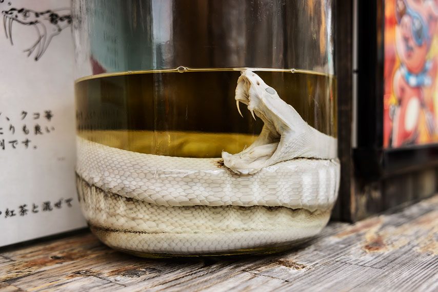 snake