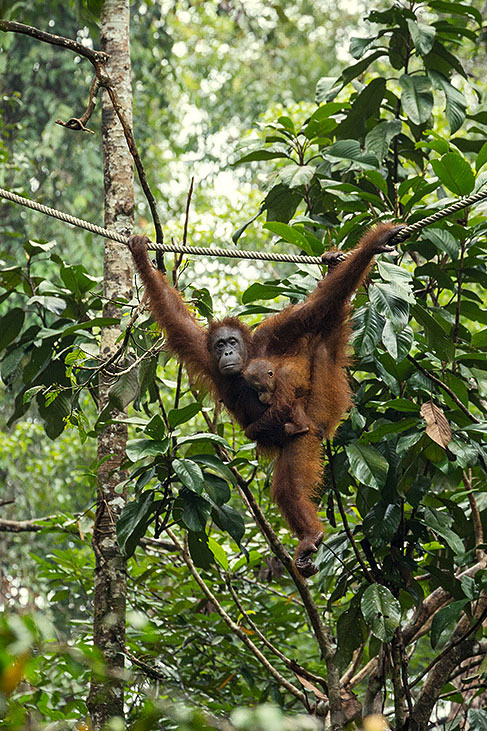 orang utan