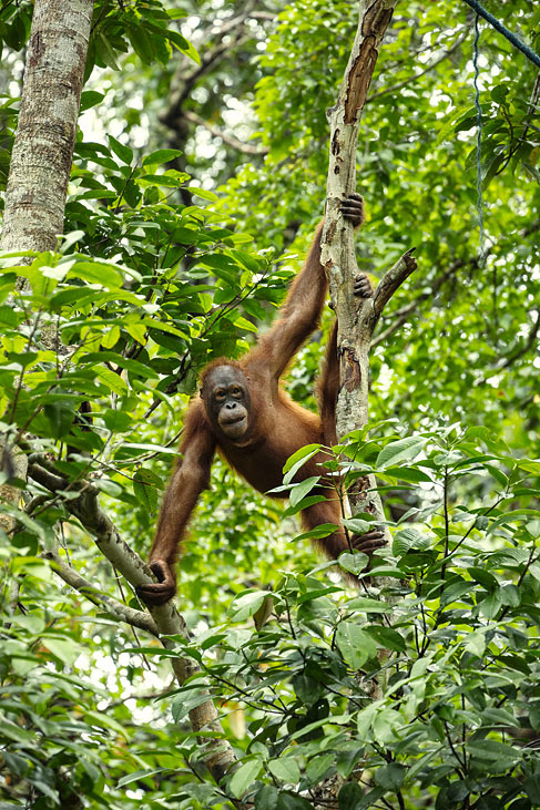 orang utan, semenggok orang utan rehabilitation centre, not far from kuching, sarawak, borneo