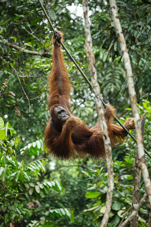 orang utan, semenggok orang utan rehabilitation centre, not far from kuching, sarawak, borneo