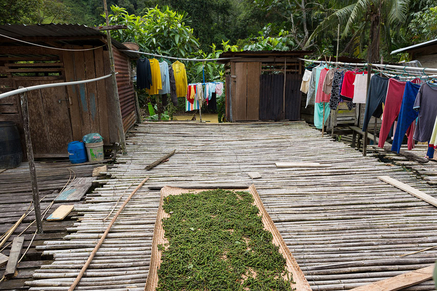 around iban longhouse at lemanak river, sarawak, borneo