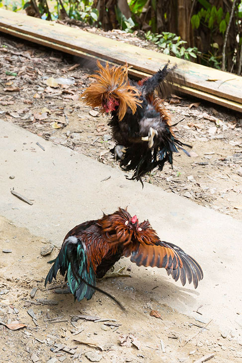 rooster fight
