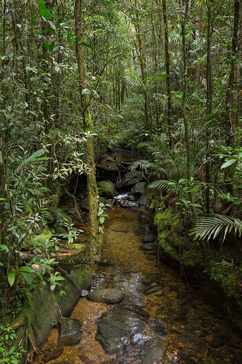 jungle