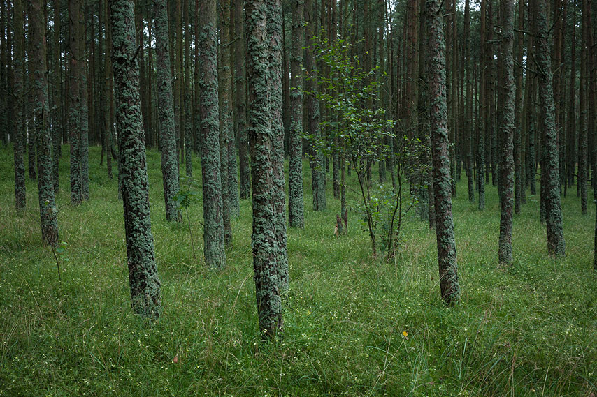 wald