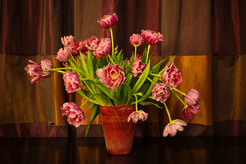 tulpen