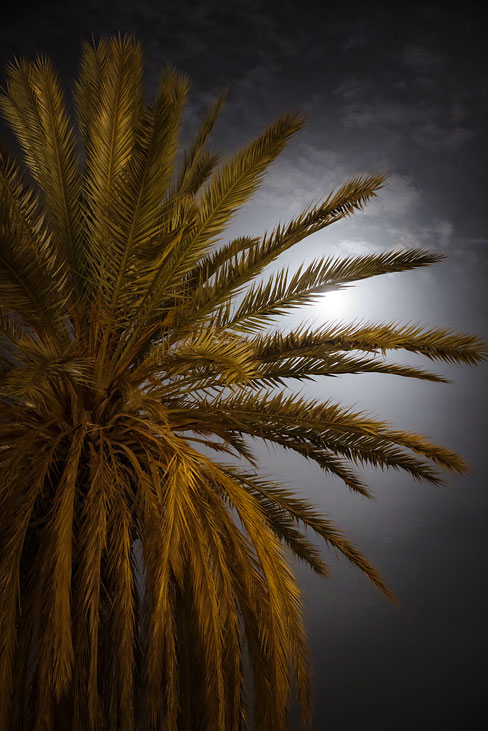 palme