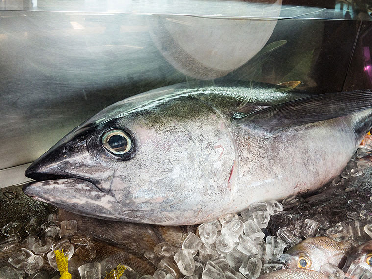 thunfisch