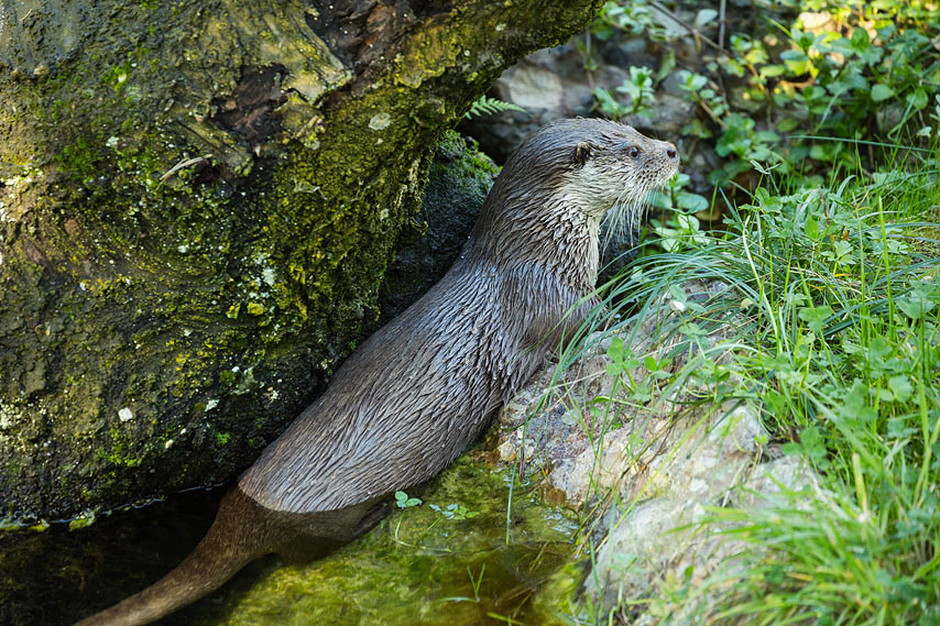 otter