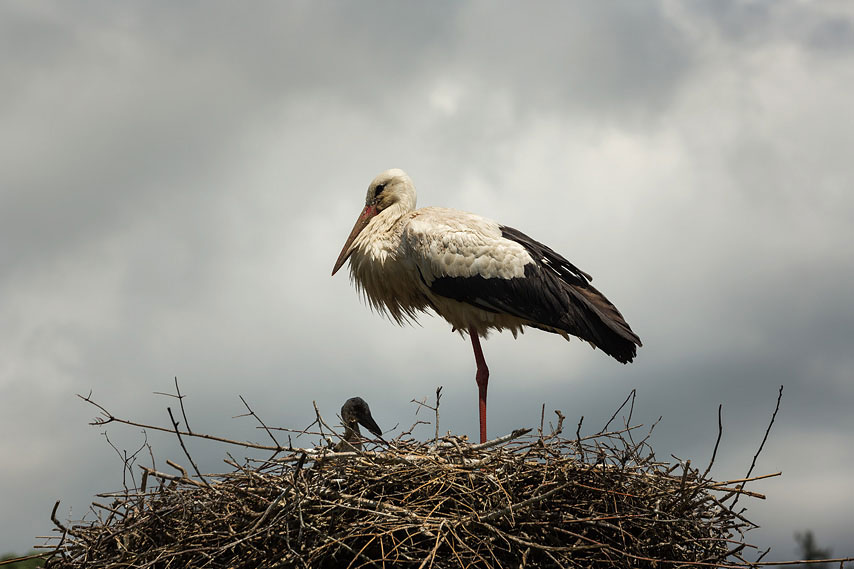 storch