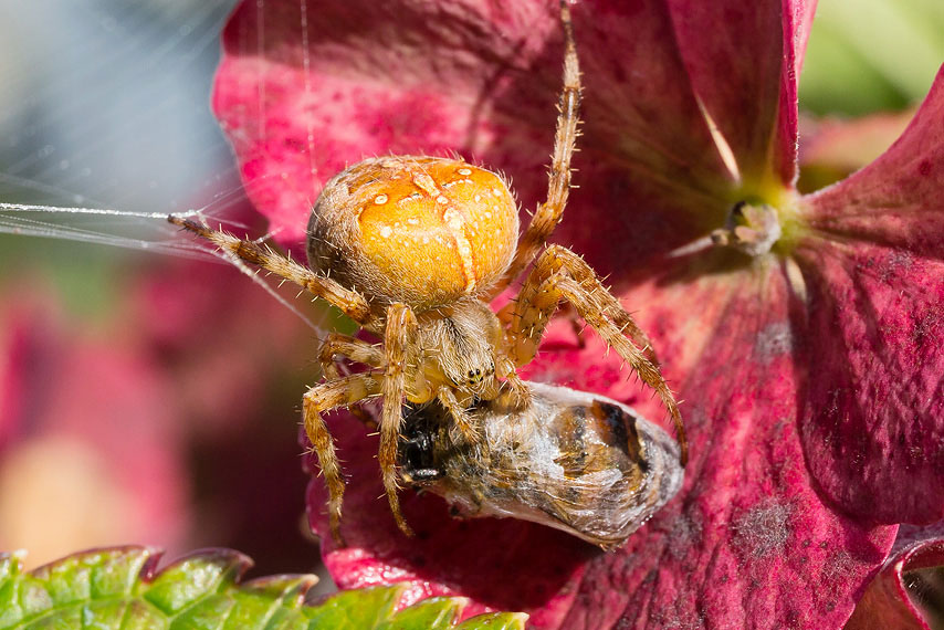 kreuzspinne