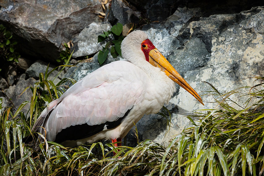 marabu