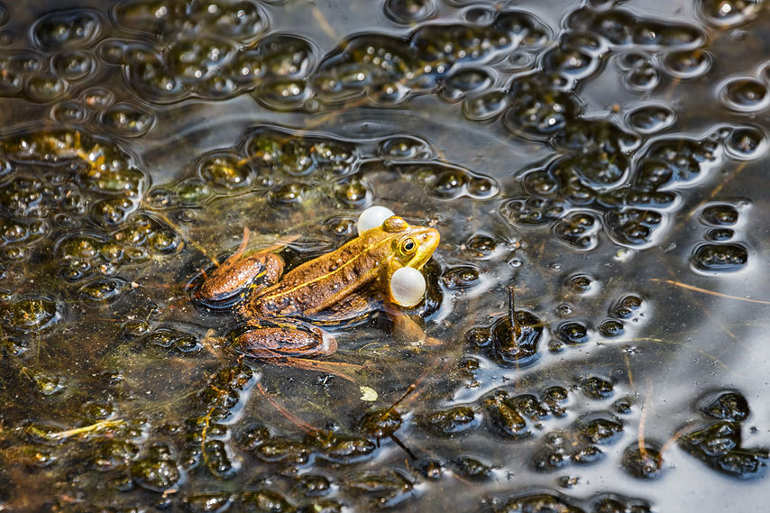 frosch