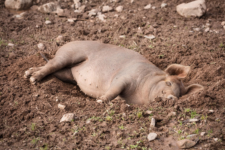 schwein