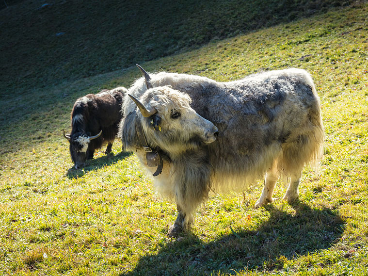 yaks