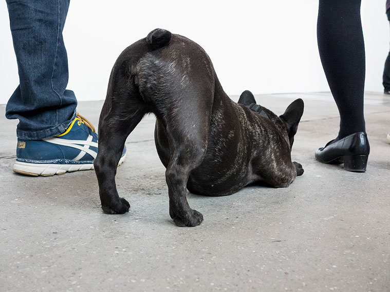 hund