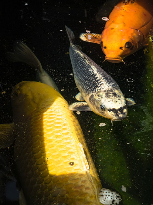 koi
