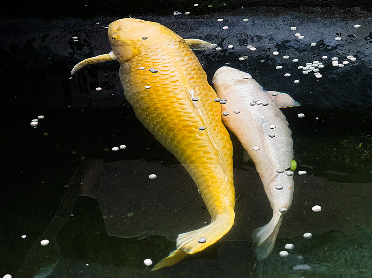 koi