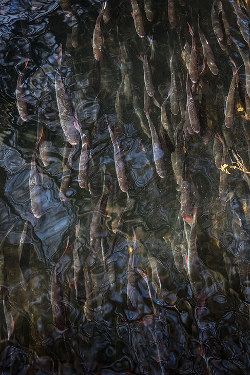 jungfische