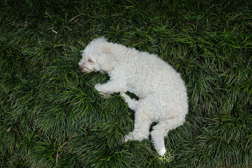 dog