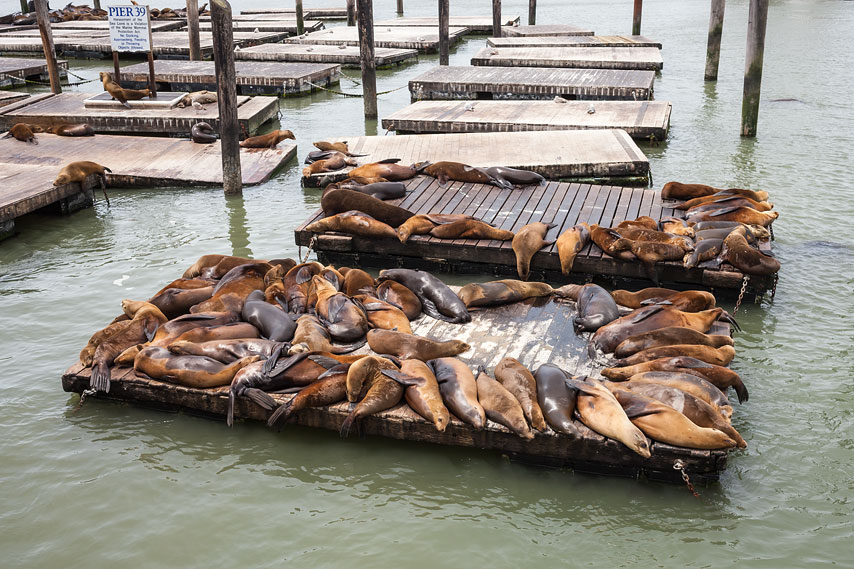 pier 39