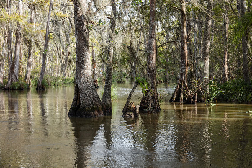 bayou