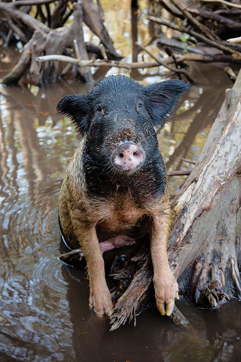 wild boar