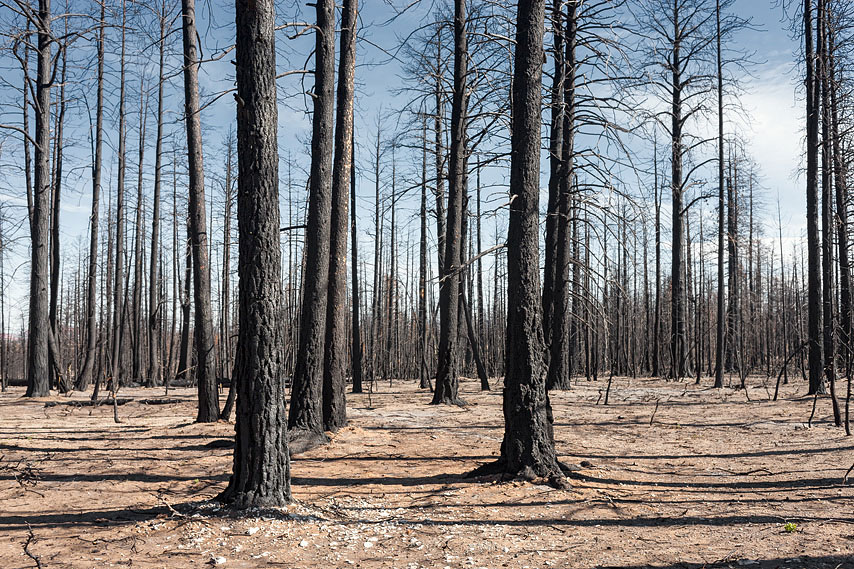 burnt trees