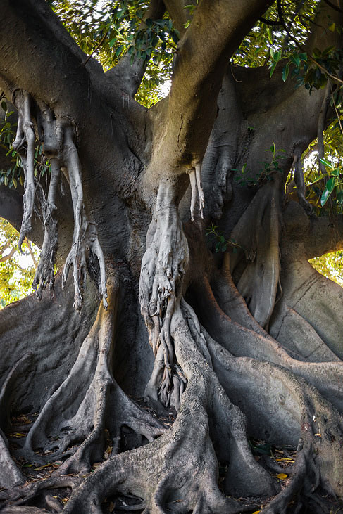 tree in park