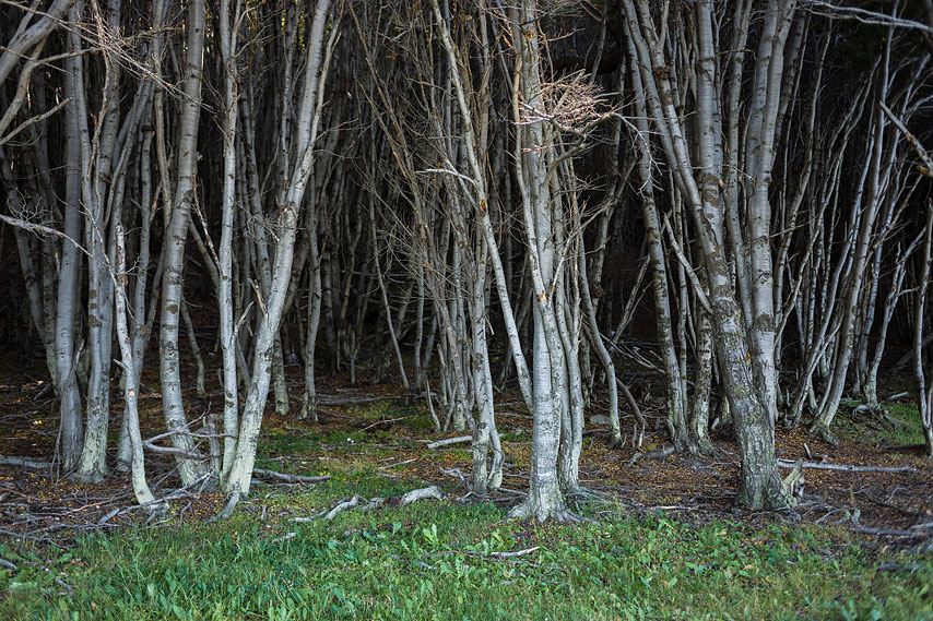 wald