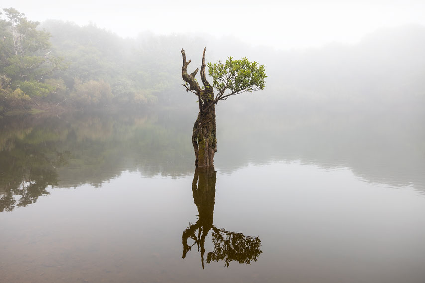 fanal,